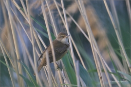 <p>RÁKOSNÍK VELKÝ (Acrocephalus arundinaceus) Varnsdorf ----- /Great reed warbler - Drosselrohrsänger/</p>